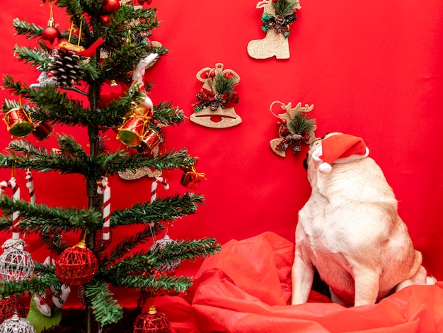 Kerst huisdier fotografie met pug dog.