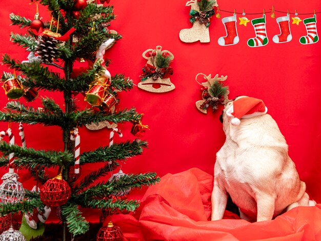 Kerst huisdier fotografie met pug dog.