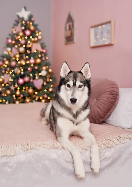 Kerst husky hond. hotelconcept voor dieren. puppy nieuwjaar