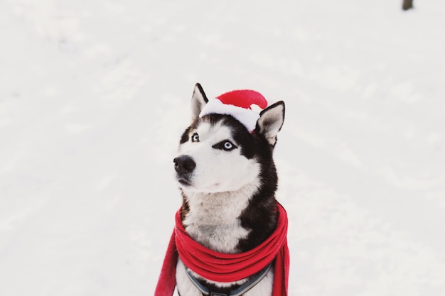 Kerst husky hond in rode sjaal kleding kerstmuts in besneeuwd bos