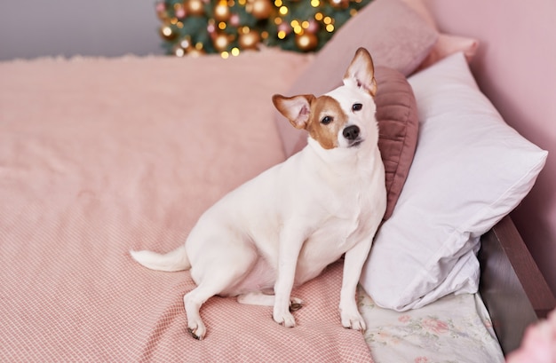 Kerst Jack Russell Terrier hond. Hotelconcept voor dieren.