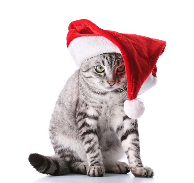 Kerst kat geïsoleerd op wit