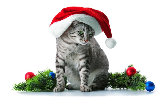 Kerst kat geïsoleerd op wit