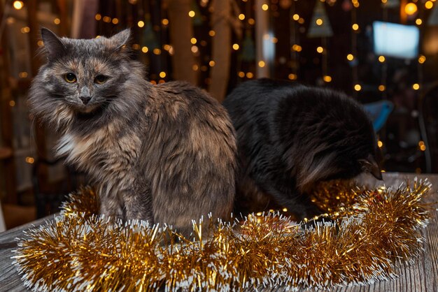 Kerst kat. Portret gestreepte kitten met kerstverlichting slinger op feestelijke rode achtergrond.