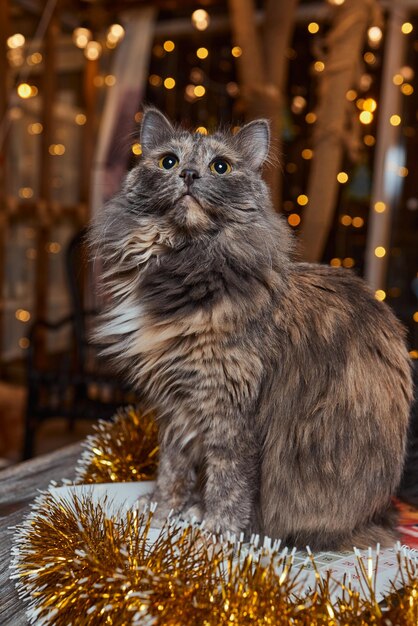 Kerst kat. Portret gestreepte kitten met kerstverlichting slinger op feestelijke rode achtergrond.