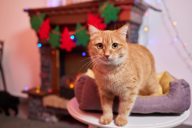 Kerst kat. Portret gestreepte kitten met kerstverlichting slinger op feestelijke rode achtergrond.