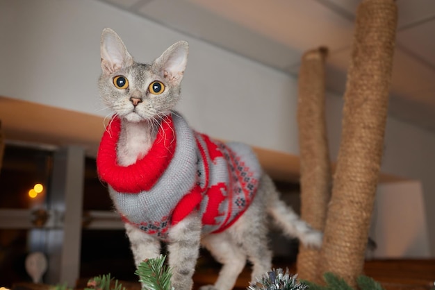 Kerst kat. Portret gestreepte kitten met kerstverlichting slinger op feestelijke rode achtergrond.