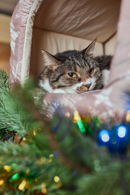 Kerst kat. Portret gestreepte kitten met kerstverlichting slinger op feestelijke rode achtergrond.