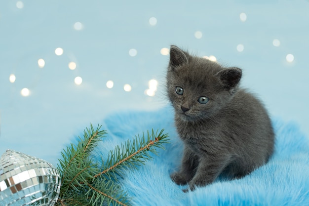 Kerst kitten. kleine kat met kerstboom en verlichting.