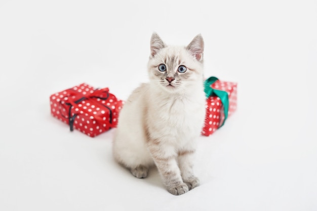 Kerst kitten met geschenken