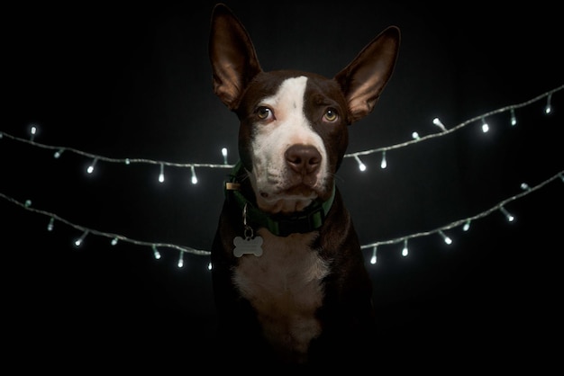 Kerst Pitbull zwarte achtergrond