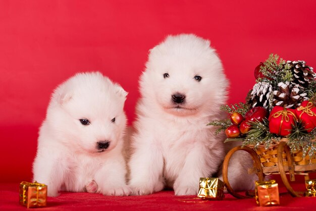 Foto kerst puppies samoyed puppies honden op kerst rode achtergrond vrolijke kerst