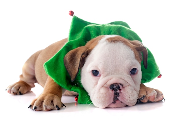 Kerst puppy engelse bulldog