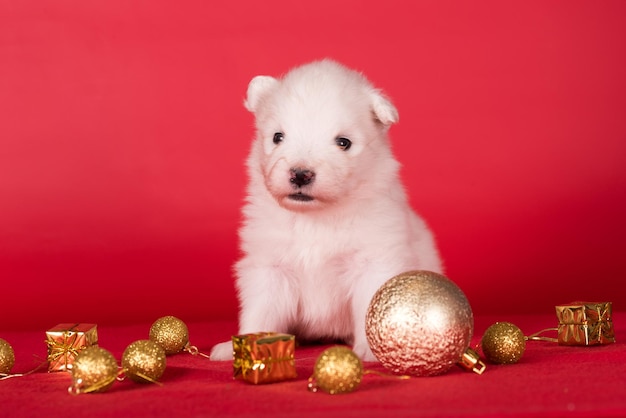 Foto kerst puppy samoyed puppy hond op kerst rode achtergrond vrolijke kerst