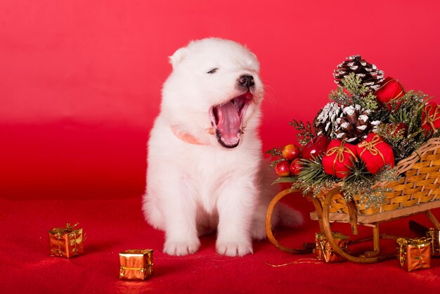 Foto kerst puppy samoyed puppy hond op kerst rode achtergrond vrolijke kerst