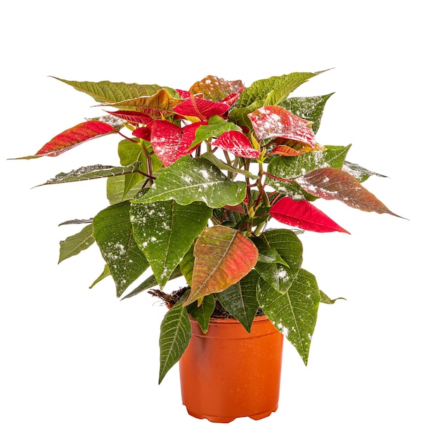 Kerst rode Poinsettia bloem