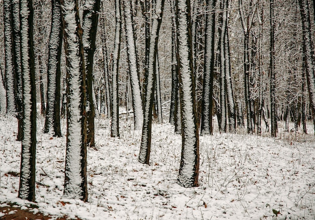 Kerst scène sneeuw