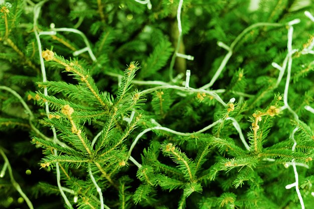 Kerst viering. Close-up van groene fir tree takken versierd met kerstverlichting.