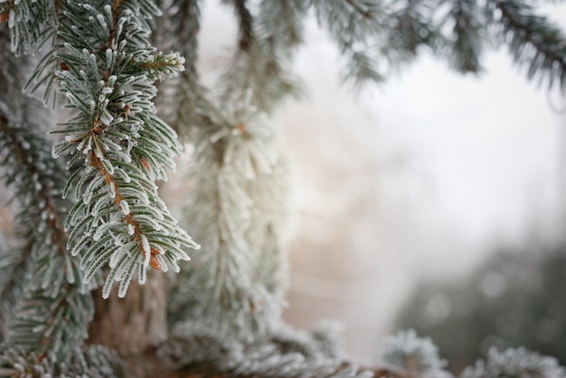 Kerst winter achtergrond met ijzige dennenboom