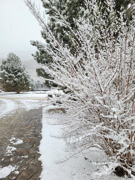 Foto kerst wintertafereel bomen in de sneeuw