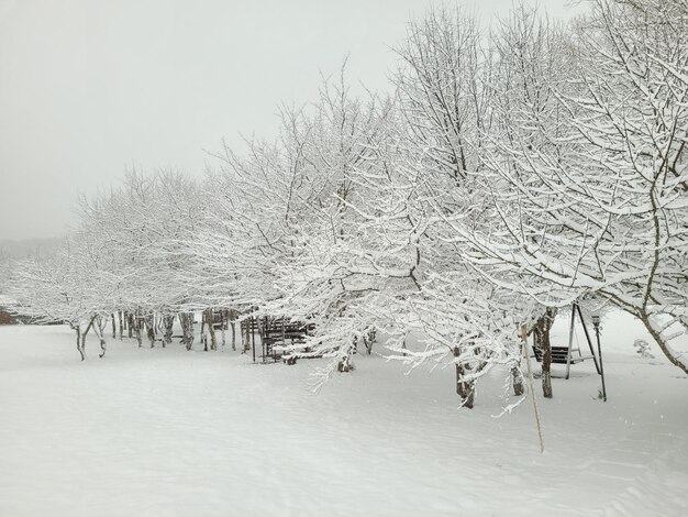 Foto kerst wintertafereel bomen in de sneeuw