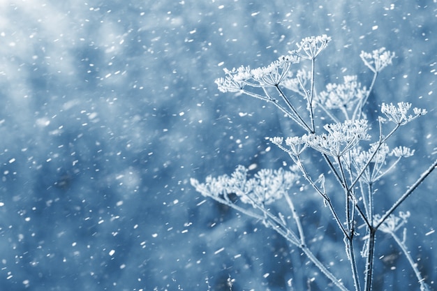 Kerstachtergrond met besneeuwde droge planten tijdens een sneeuwval