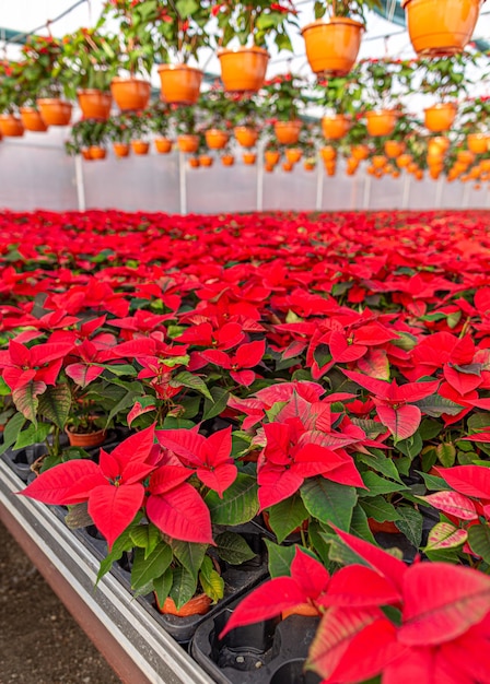 Kerstbloem Poinsettia