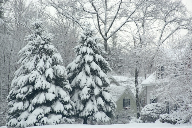 Kerstbomen bedekt met sneeuw prachtig winters tafereel