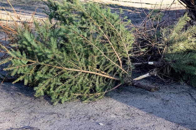 Kerstbomen gegooid na nieuwjaar