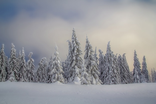 Foto kerstbomen in de sneeuw