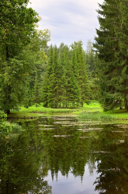 Kerstbomen in het zomerpark. De oever van het meer met hoge bomen