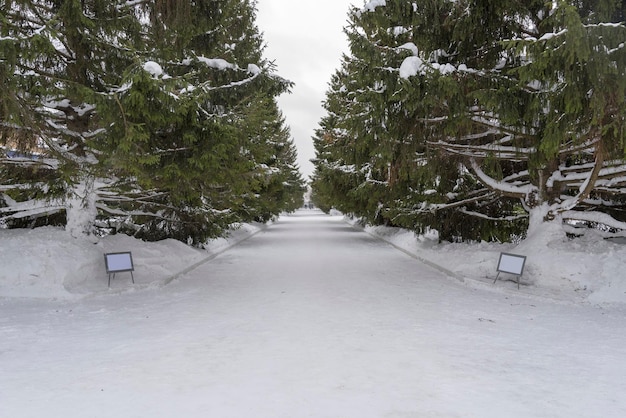 Kerstbomen langs de besneeuwde weg in het stadspark