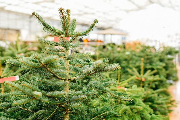 Kerstbomen te koop in een winkel