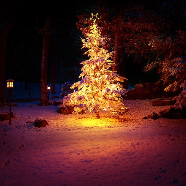 Kerstboom buiten