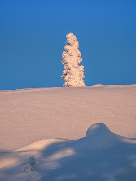 Kerstboom is bedekt met sneeuw op de zonnige poolhelling Dawn noordelijke minimalistische natuurlijke achtergrond met sneeuwspar Verticale weergave