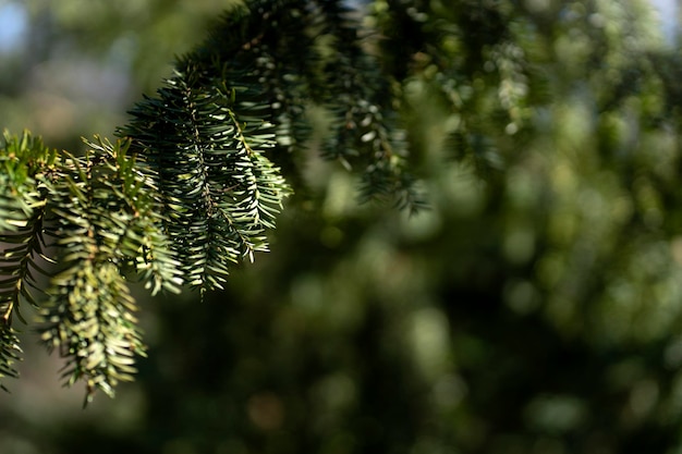 Kerstboomtak buiten in groenblijvende parkboom