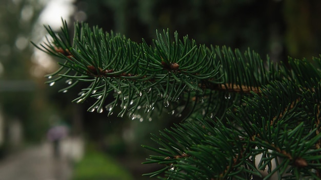 Foto kerstboomtak in druppels