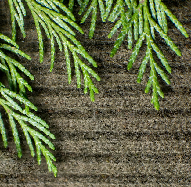 Kerstboomtak op de achtergrond van een gebreide groene stof