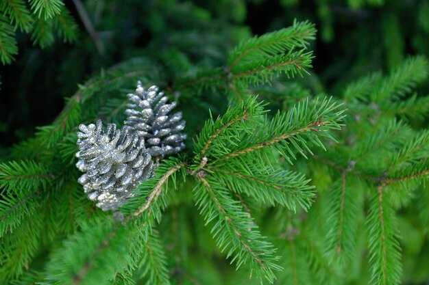 Kerstboomtak versierd met zilveren kegels, close-up