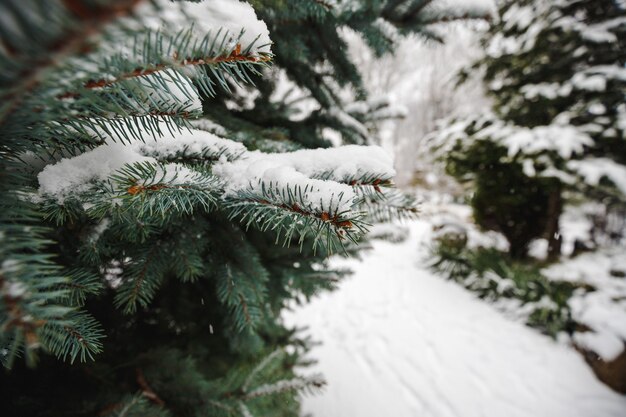 Kerstboomtakken die in de winter met sneeuw worden bestrooid