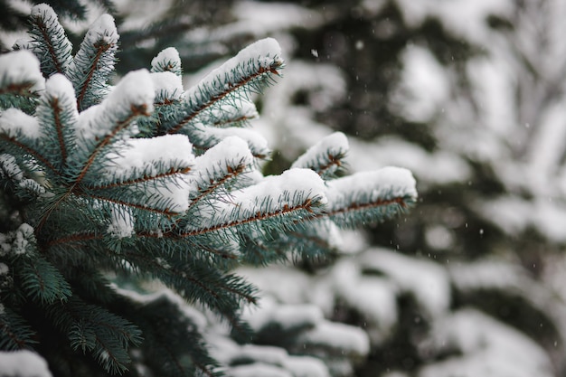 Kerstboomtakken die in de winter met sneeuw worden bestrooid