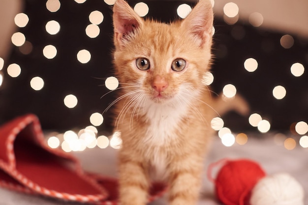 Kerstfoto met een schattige gemberkat met kleurrijke lichten op de achtergrond