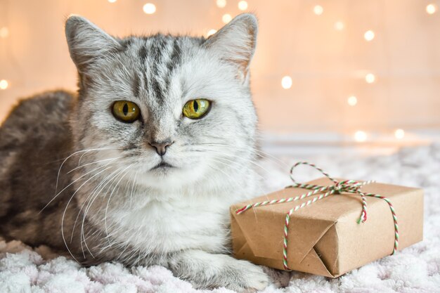 Kerstkaart met gestreepte kat tegen de achtergrond van lichten