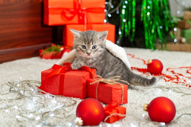 Kerstkat kerstcadeau concept tabby kitten in kerstman hoed