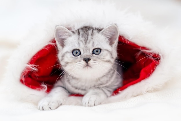 Kerstkat, klein nieuwsgierig grappig gestreept katje in rode kerstmuts op witte achtergrond