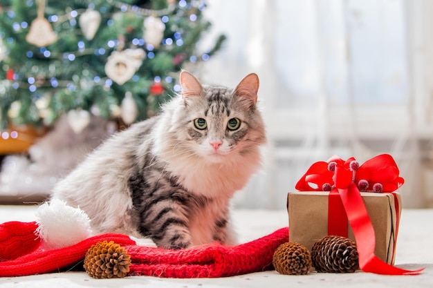 Kerstkat Portret van een dikke pluizige kat naast een geschenkdoos op de achtergrond van een kerstboom en lichten van bloemenslingers