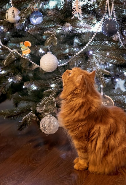 Kerstkat Portret van pluizige rode kat op de achtergrond van de kerstboom en lichten van slingers