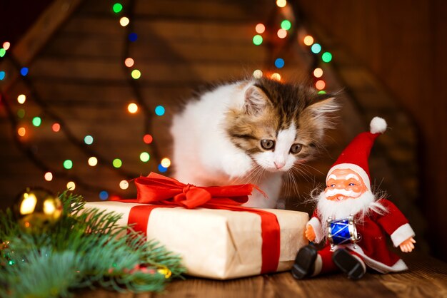 Kerstkat weinig nieuwsgierig grappig katje speelt met geschenkdoos naast het speelgoed van de kerstman op de achtergrond ...