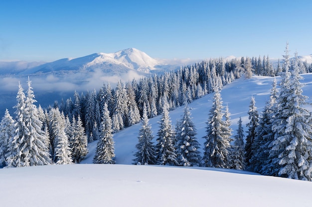 Kerstlandschap met dennenboom in de sneeuw