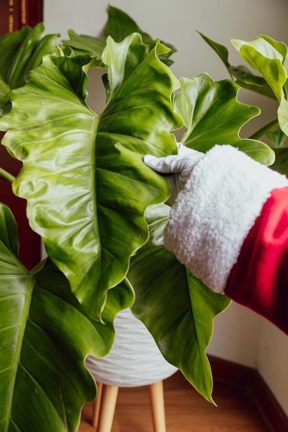 Kerstman handen strelen een mooie plant